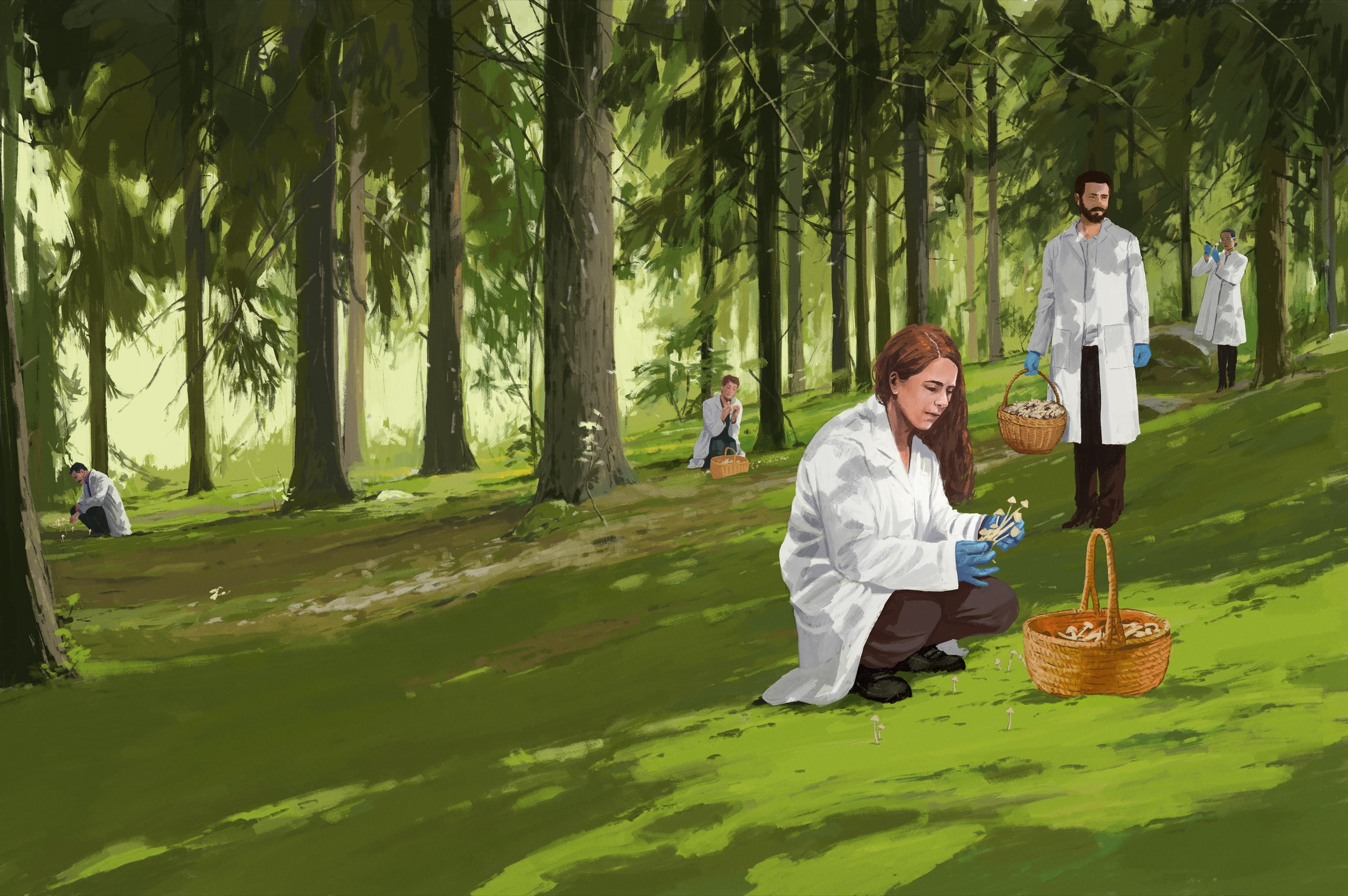Illustration av forskare som plockar hallucinogena svampar i skogen.